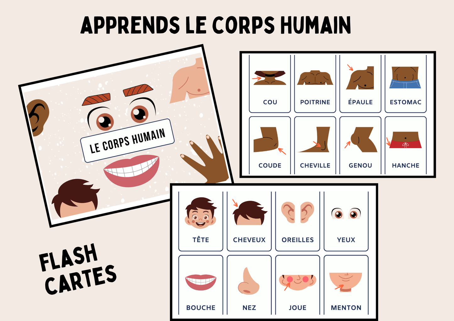 Flash Cartes - Corps Humain