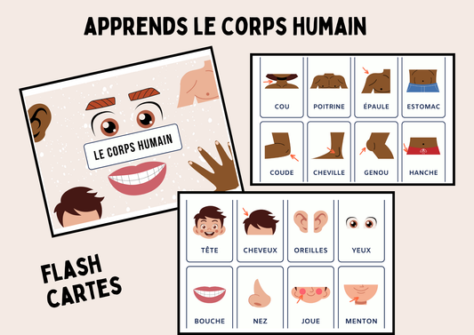 Flash Cartes - Corps Humain